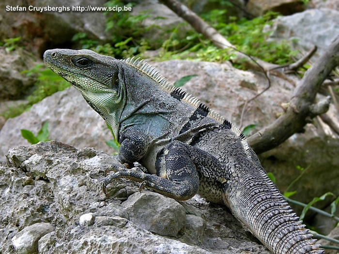 Uxmal - Iguana Iguana between the rocks of the site of Uxmal. Stefan Cruysberghs